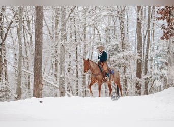 American Quarter Horse, Wallach, 10 Jahre, 157 cm, Roan-Red