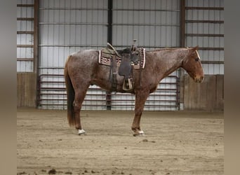 American Quarter Horse, Wallach, 10 Jahre, 157 cm, Roan-Red