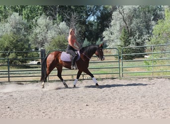 American Quarter Horse, Wallach, 10 Jahre, 157 cm, Rotbrauner