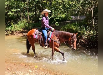 American Quarter Horse, Wallach, 10 Jahre, 157 cm, Rotbrauner
