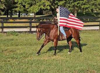 American Quarter Horse, Wallach, 10 Jahre, 157 cm, Rotbrauner