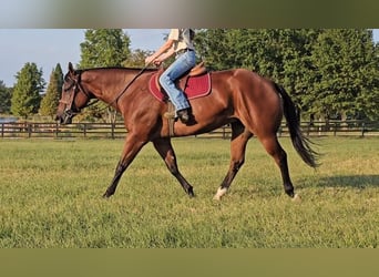 American Quarter Horse, Wallach, 10 Jahre, 157 cm, Rotbrauner