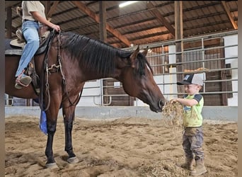 American Quarter Horse, Wallach, 10 Jahre, 157 cm, Rotbrauner