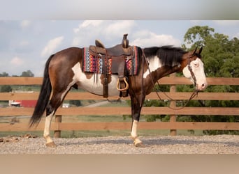 American Quarter Horse, Wallach, 10 Jahre, 157 cm, Schecke