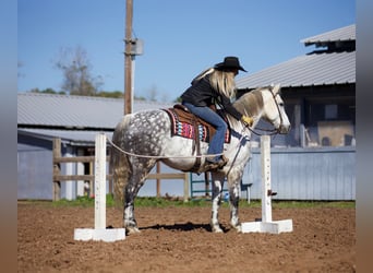 American Quarter Horse, Wallach, 10 Jahre, 157 cm, Schimmel