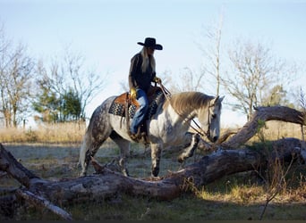 American Quarter Horse, Wallach, 10 Jahre, 157 cm, Schimmel