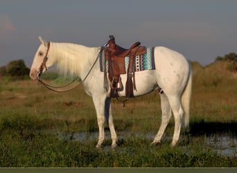 American Quarter Horse Mix, Wallach, 10 Jahre, 157 cm, Schimmel