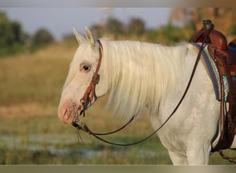 American Quarter Horse Mix, Wallach, 10 Jahre, 157 cm, Schimmel