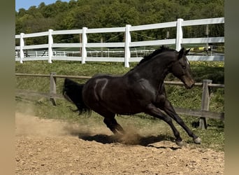 American Quarter Horse, Wallach, 10 Jahre, 158 cm, Brauner
