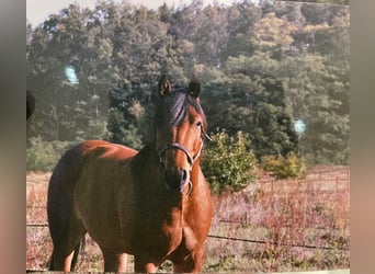 American Quarter Horse Mix, Wallach, 10 Jahre, 158 cm, Brauner
