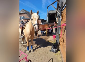 American Quarter Horse, Wallach, 10 Jahre, 158 cm, Palomino