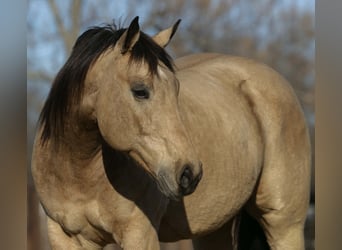 American Quarter Horse, Wallach, 10 Jahre, 160 cm, Buckskin