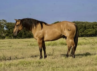 American Quarter Horse Mix, Wallach, 10 Jahre, 160 cm, Buckskin