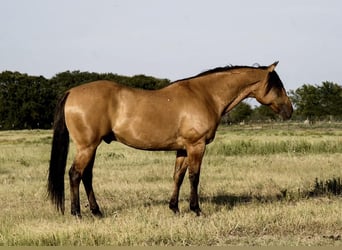 American Quarter Horse Mix, Wallach, 10 Jahre, 160 cm, Buckskin