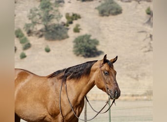 American Quarter Horse, Wallach, 10 Jahre, 163 cm, Falbe