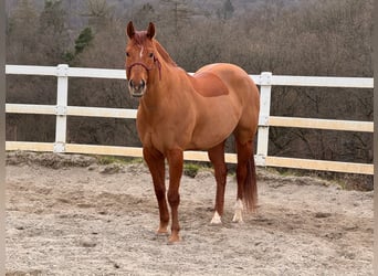 American Quarter Horse, Wallach, 10 Jahre, 163 cm, Fuchs