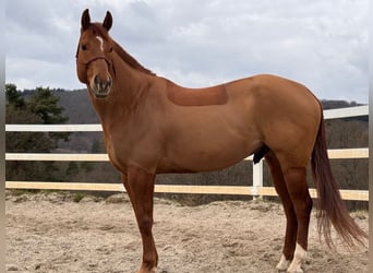 American Quarter Horse, Wallach, 10 Jahre, 163 cm, Fuchs