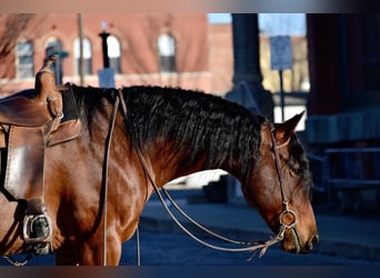 American Quarter Horse, Wallach, 10 Jahre, 163 cm, Roan-Bay