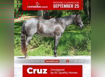 American Quarter Horse, Wallach, 10 Jahre, 163 cm, Roan-Blue