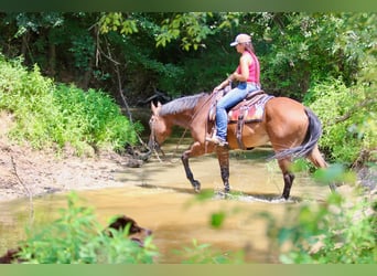 American Quarter Horse, Wallach, 10 Jahre, 163 cm, Rotbrauner