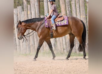 American Quarter Horse, Wallach, 10 Jahre, 163 cm, Rotbrauner