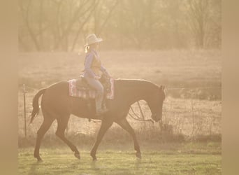 American Quarter Horse, Wallach, 10 Jahre, 163 cm, Rotbrauner
