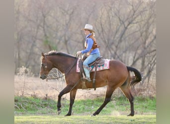 American Quarter Horse, Wallach, 10 Jahre, 163 cm, Rotbrauner