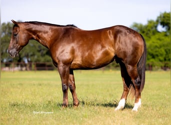 American Quarter Horse, Wallach, 10 Jahre, 163 cm, Rotfuchs