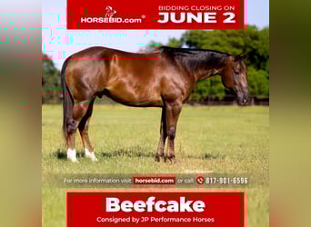 American Quarter Horse, Wallach, 10 Jahre, 163 cm, Rotfuchs