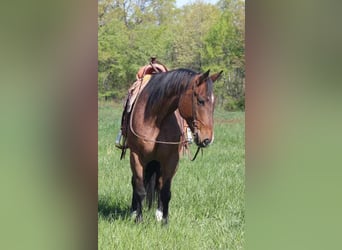 American Quarter Horse, Wallach, 10 Jahre, 165 cm, Roan-Bay