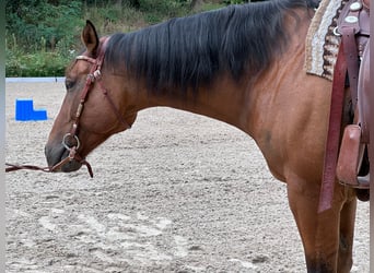 American Quarter Horse, Wallach, 10 Jahre, 167 cm