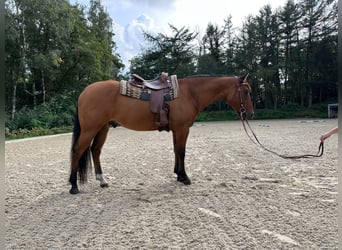 American Quarter Horse, Wallach, 10 Jahre, 167 cm