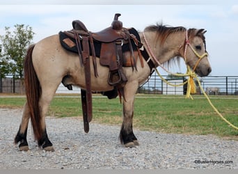 American Quarter Horse, Wallach, 10 Jahre, 99 cm, Buckskin