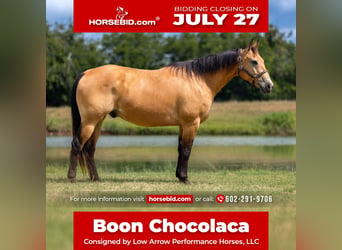 American Quarter Horse, Wallach, 10 Jahre, Buckskin