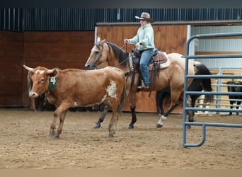 American Quarter Horse, Wallach, 10 Jahre, Buckskin