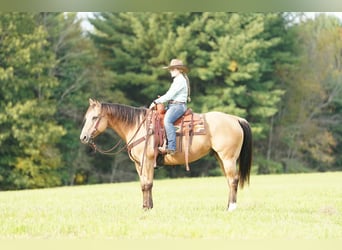 American Quarter Horse, Wallach, 10 Jahre, Buckskin