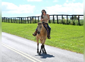 American Quarter Horse, Wallach, 10 Jahre, Buckskin