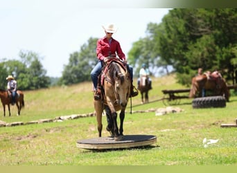 American Quarter Horse, Wallach, 10 Jahre, Buckskin