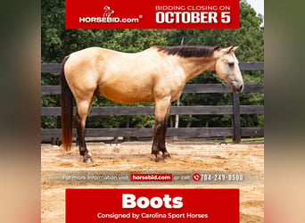 American Quarter Horse, Wallach, 10 Jahre, Buckskin