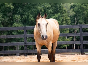 American Quarter Horse, Wallach, 10 Jahre, Buckskin
