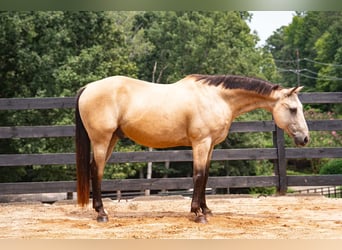 American Quarter Horse, Wallach, 10 Jahre, Buckskin