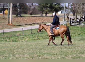American Quarter Horse, Wallach, 10 Jahre, Buckskin