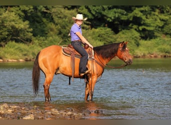 American Quarter Horse, Wallach, 10 Jahre, Falbe