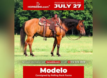 American Quarter Horse, Wallach, 10 Jahre, Falbe