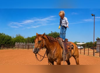 American Quarter Horse, Wallach, 10 Jahre, Falbe