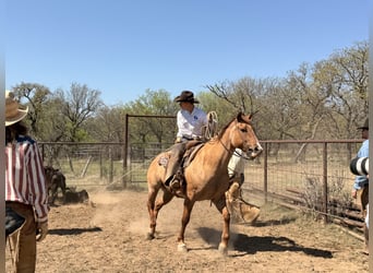 American Quarter Horse, Wallach, 10 Jahre, Falbe