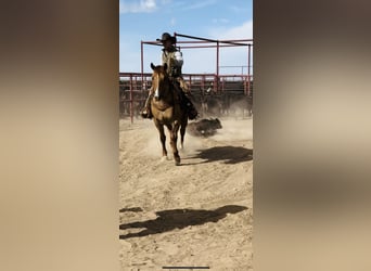 American Quarter Horse, Wallach, 10 Jahre, Falbe