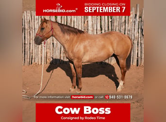 American Quarter Horse, Wallach, 10 Jahre, Falbe