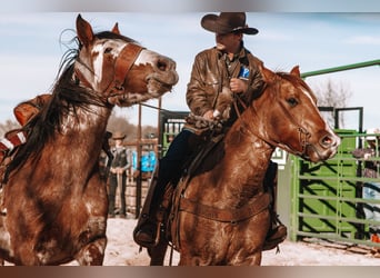 American Quarter Horse, Wallach, 10 Jahre, Falbe