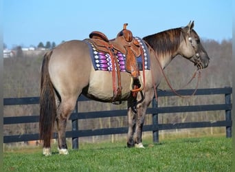 American Quarter Horse, Wallach, 10 Jahre, Grullo